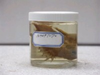 藏品(扁棘鯛)的圖片